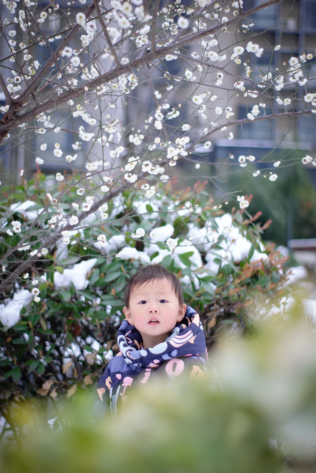 春雪 (4).webp