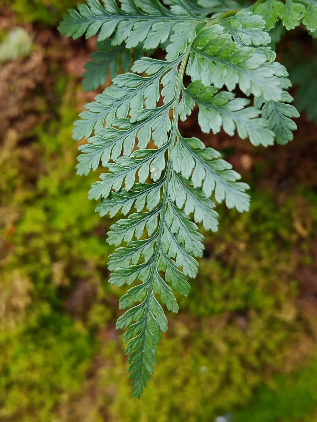 骨碎补.webp 骨碎补.webp