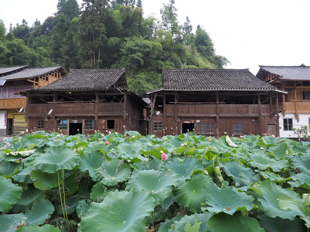 侗寨荷塘.webp